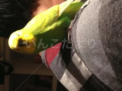 コメントの画像