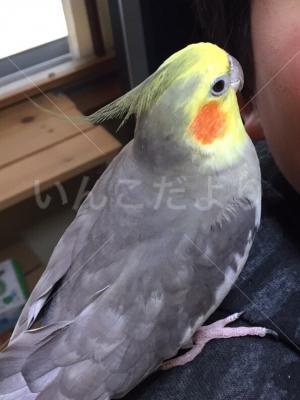 コメントの画像