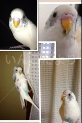 コメントの画像