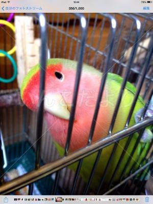 コメントの画像