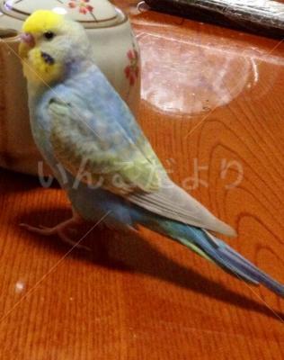 コメントの画像