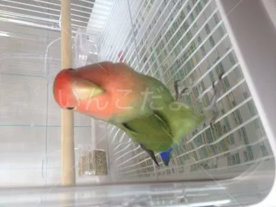 コメントの画像