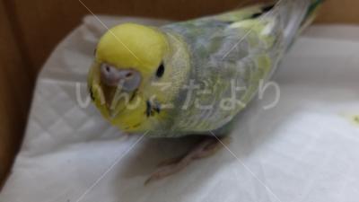 コメントの画像