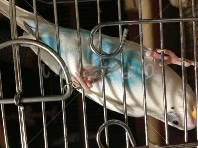 コメントの画像