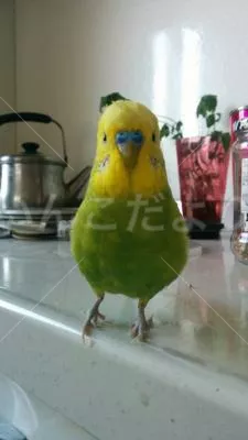 コメントの画像