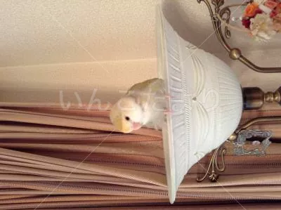 コメントの画像