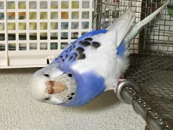 コメントの画像