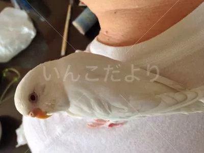 コメントの画像