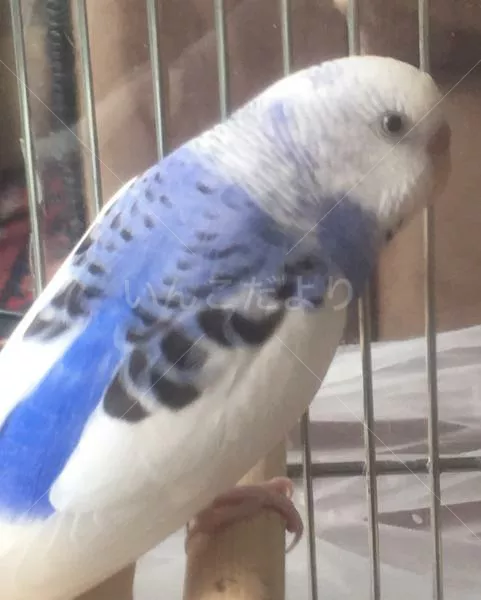 コメントの画像