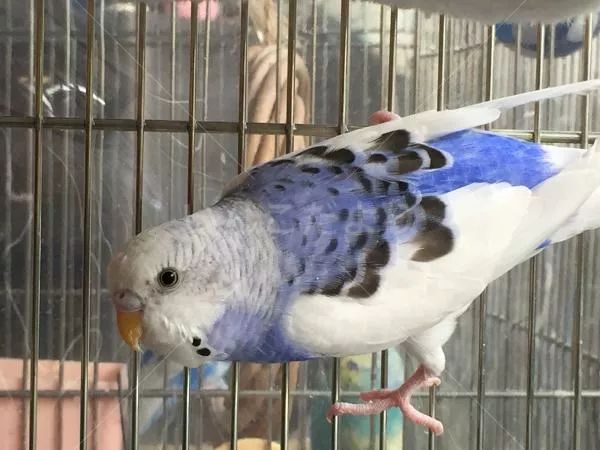 コメントの画像