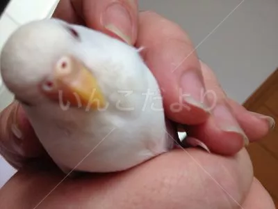 コメントの画像