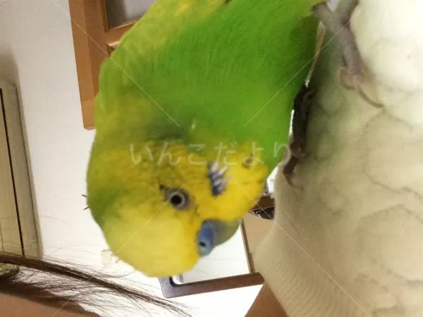 コメントの画像