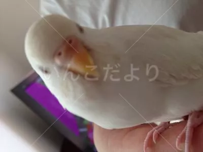 コメントの画像