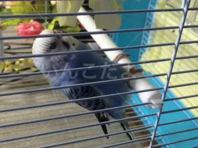 コメントの画像