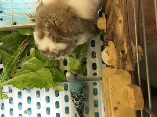 コメントの画像