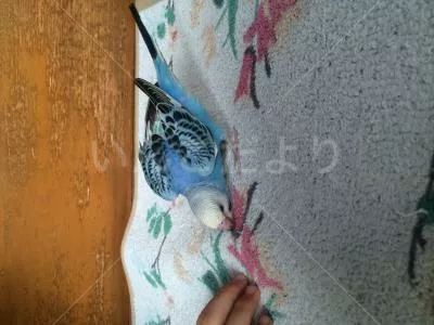 コメントの画像