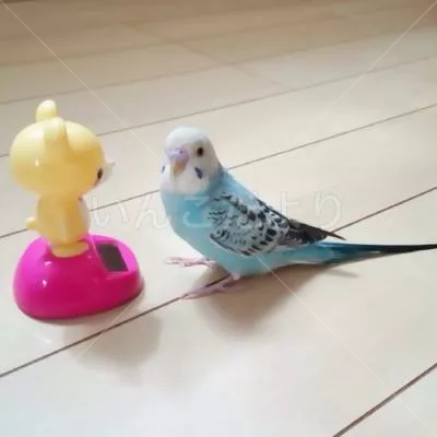 コメントの画像