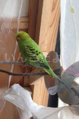 コメントの画像