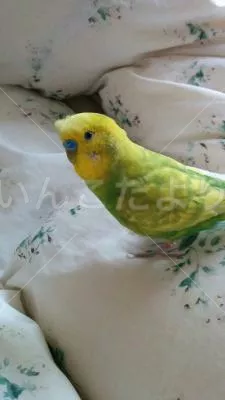 コメントの画像