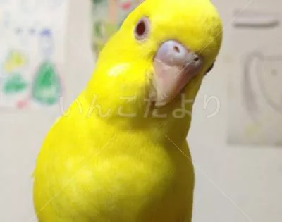 コメントの画像