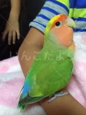 コメントの画像