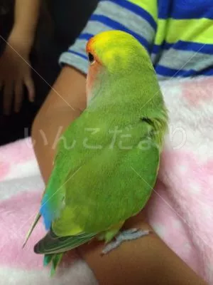 コメントの画像