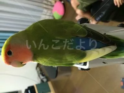 コメントの画像