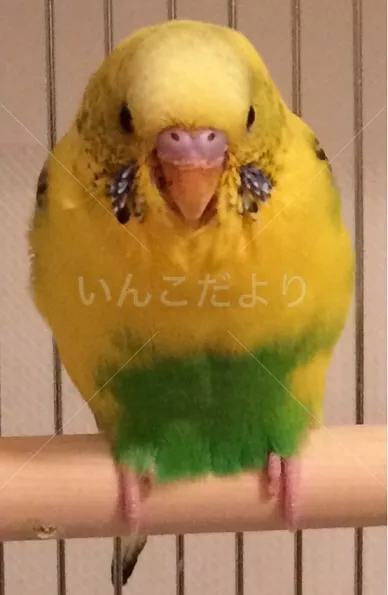 コメントの画像