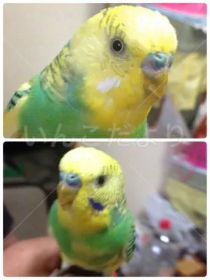 コメントの画像