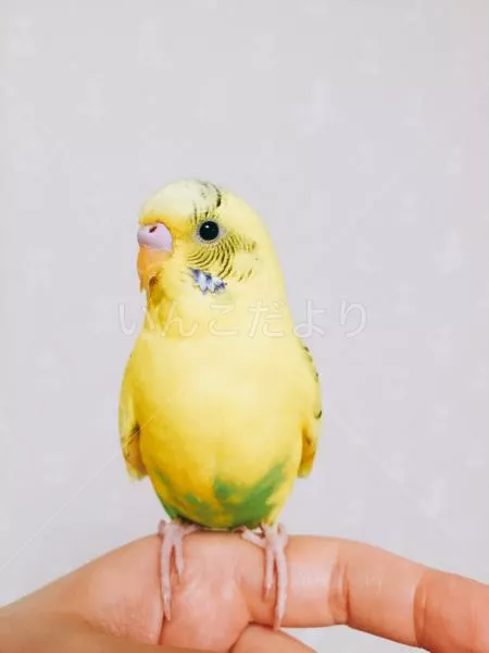 コメントの画像