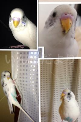 コメントの画像