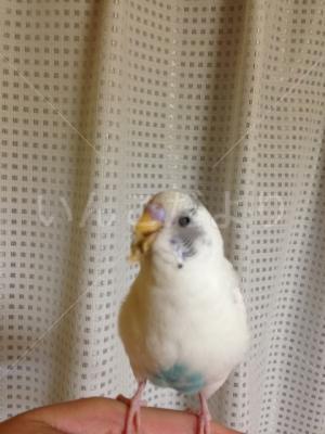 コメントの画像