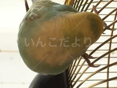 コメントの画像