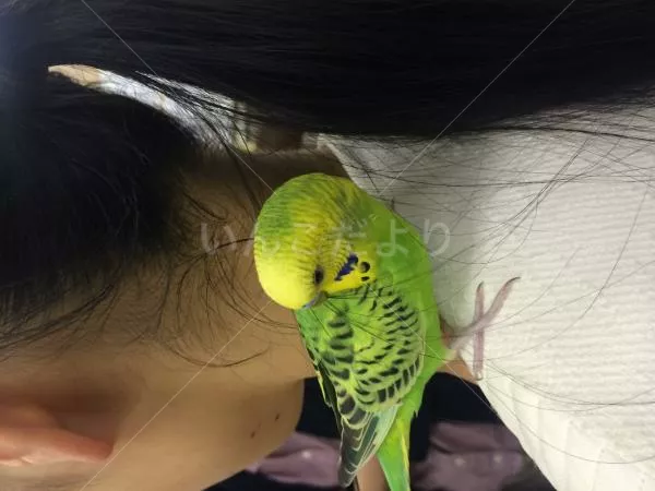 コメントの画像