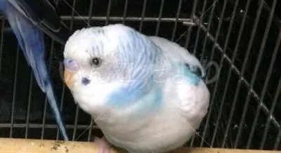 コメントの画像