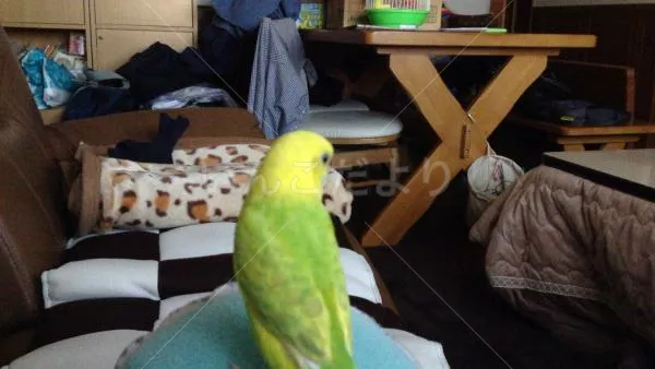 コメントの画像