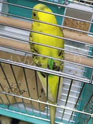 コメントの画像