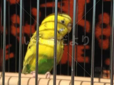 コメントの画像