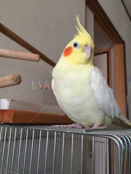 コメントの画像