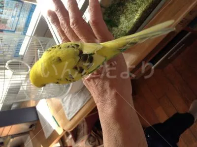 コメントの画像