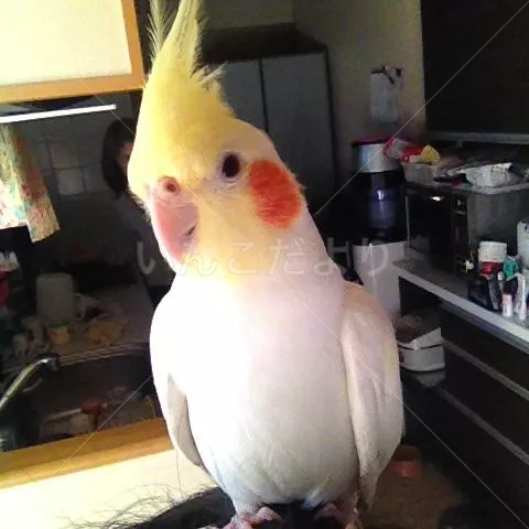 コメントの画像