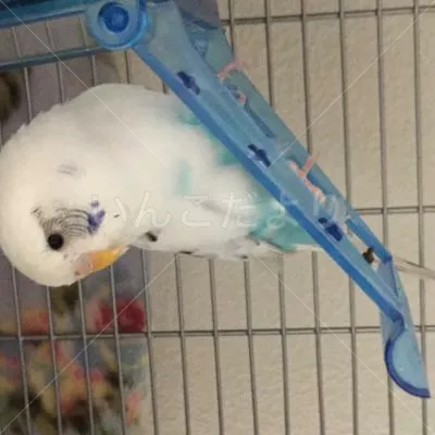 コメントの画像