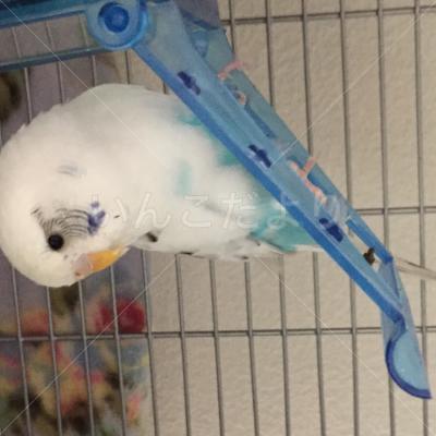 コメントの画像