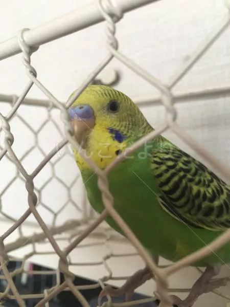 コメントの画像