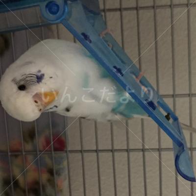 コメントの画像