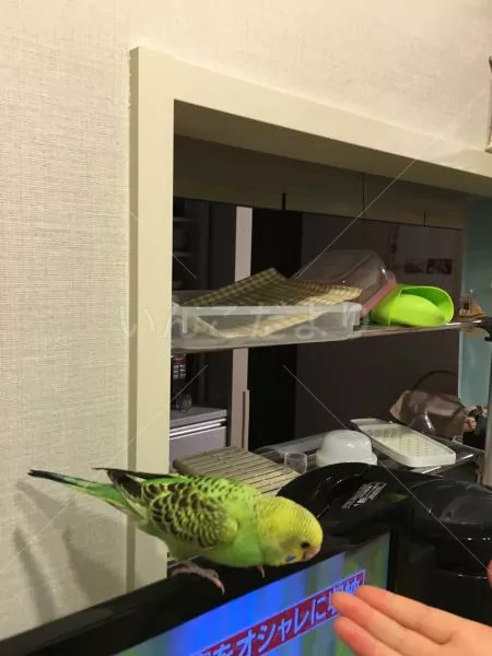 コメントの画像