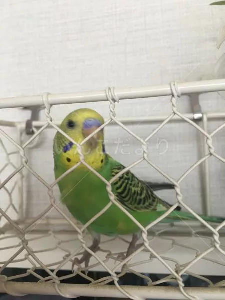 コメントの画像