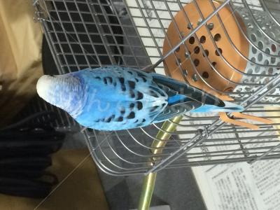 コメントの画像