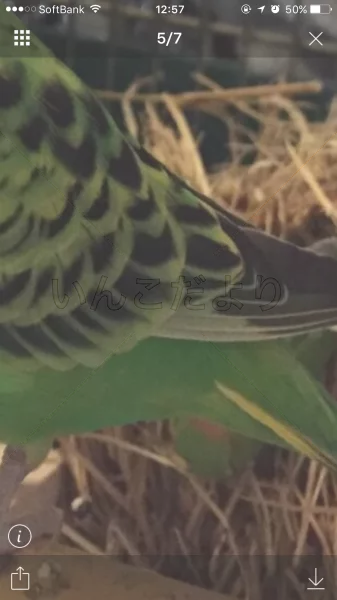 コメントの画像