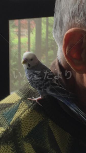コメントの画像